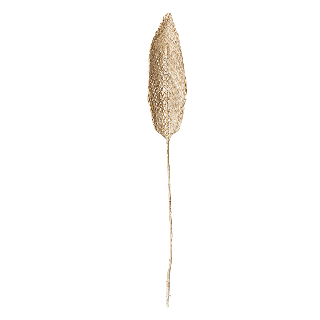 PLANTA DE PRAIA Natürliche dekorative Blume