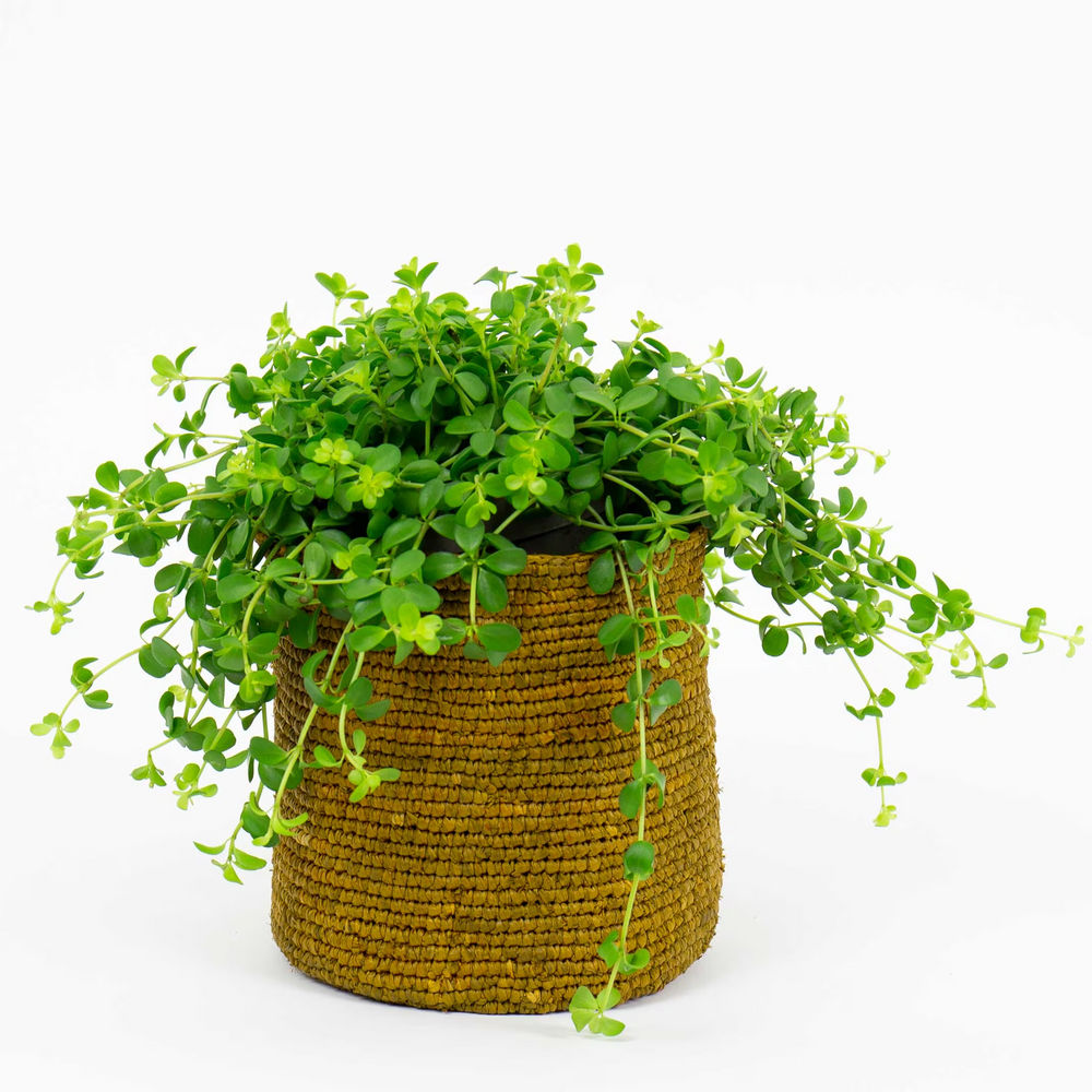 Small Mustard Raffia Basket