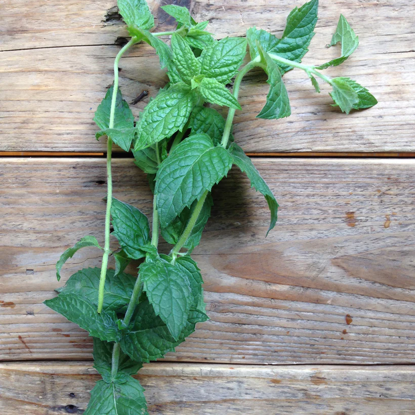 
                  
                    Moroccan Spearmint Seed
                  
                