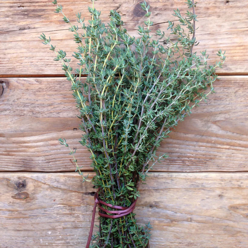 
                  
                    Thyme De Provence Seed
                  
                
