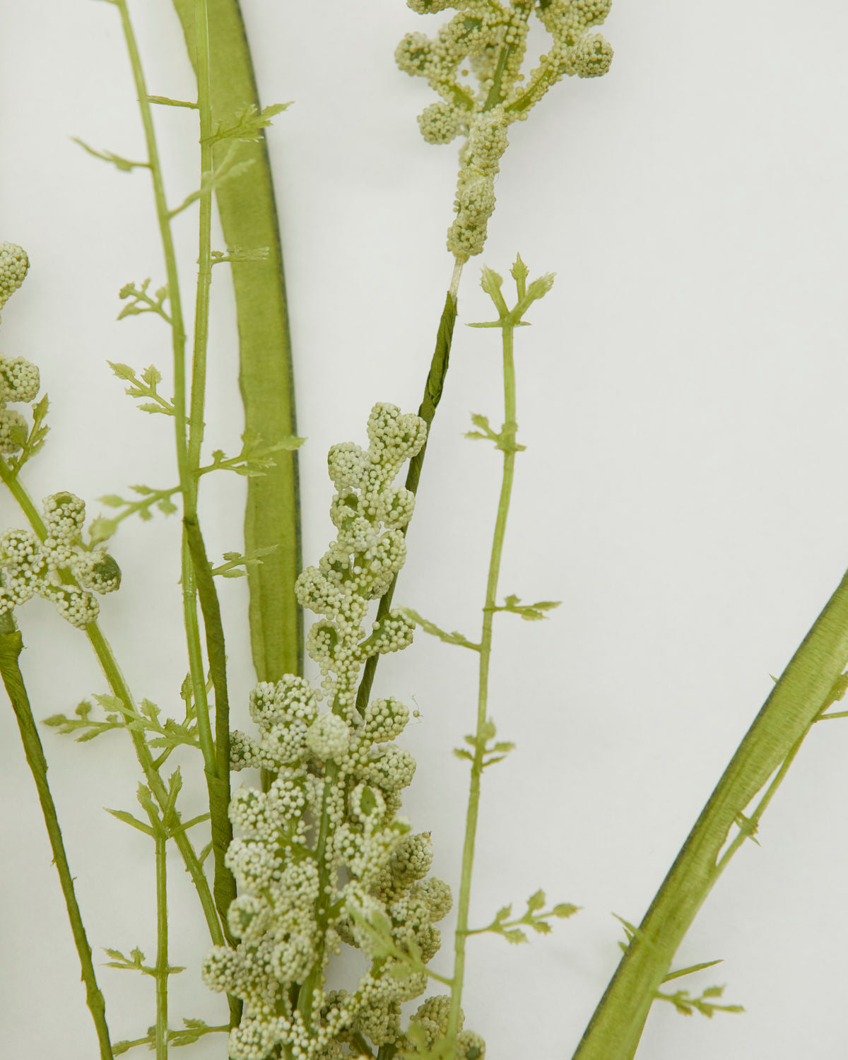 
                  
                    Schleierkraut weiße Blume
                  
                