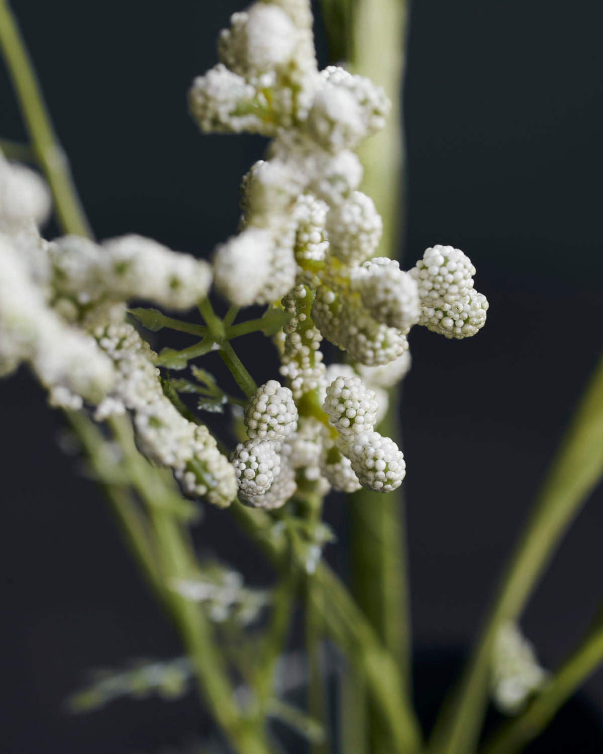 
                  
                    Schleierkraut weiße Blume
                  
                