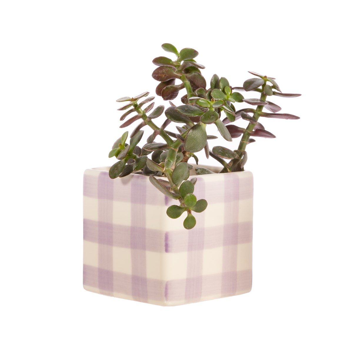 
                  
                    Lila Gingham-Pflanzer
                  
                