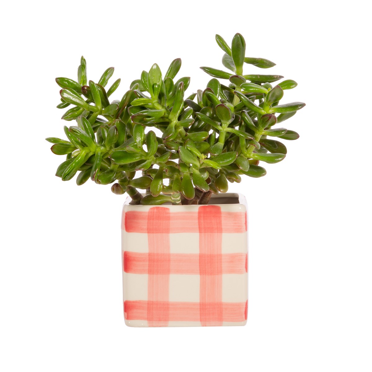 
                  
                    Rosa Gingham-Pflanzer
                  
                