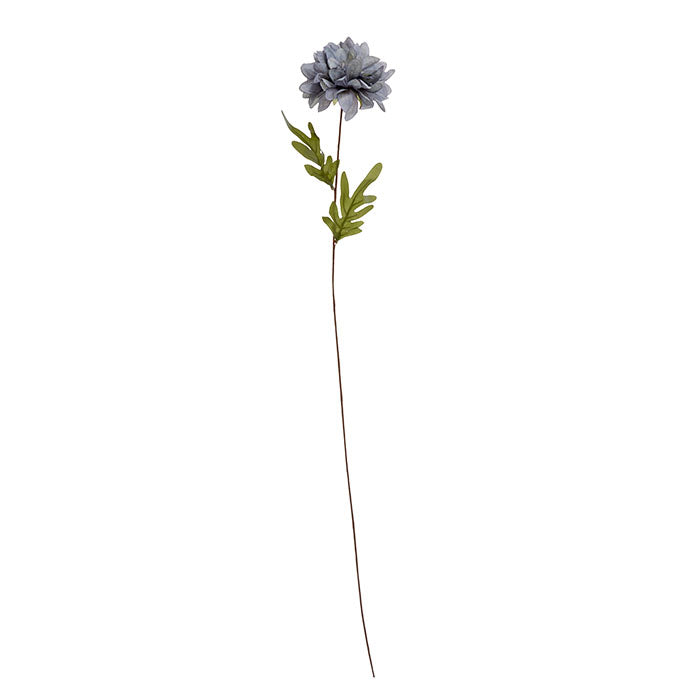 
                  
                    Neblige blaue Dahlientalblume
                  
                