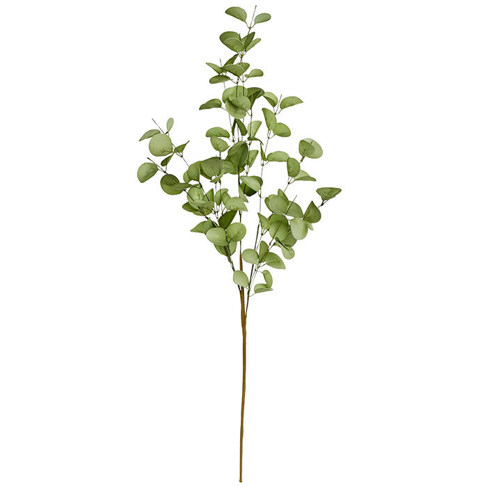
                  
                    Ivy Eucalyptus Flower
                  
                