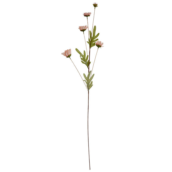 Zarte Rosenmargerite