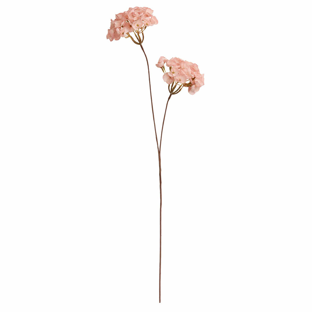 Hydrangeas Rosy Flower