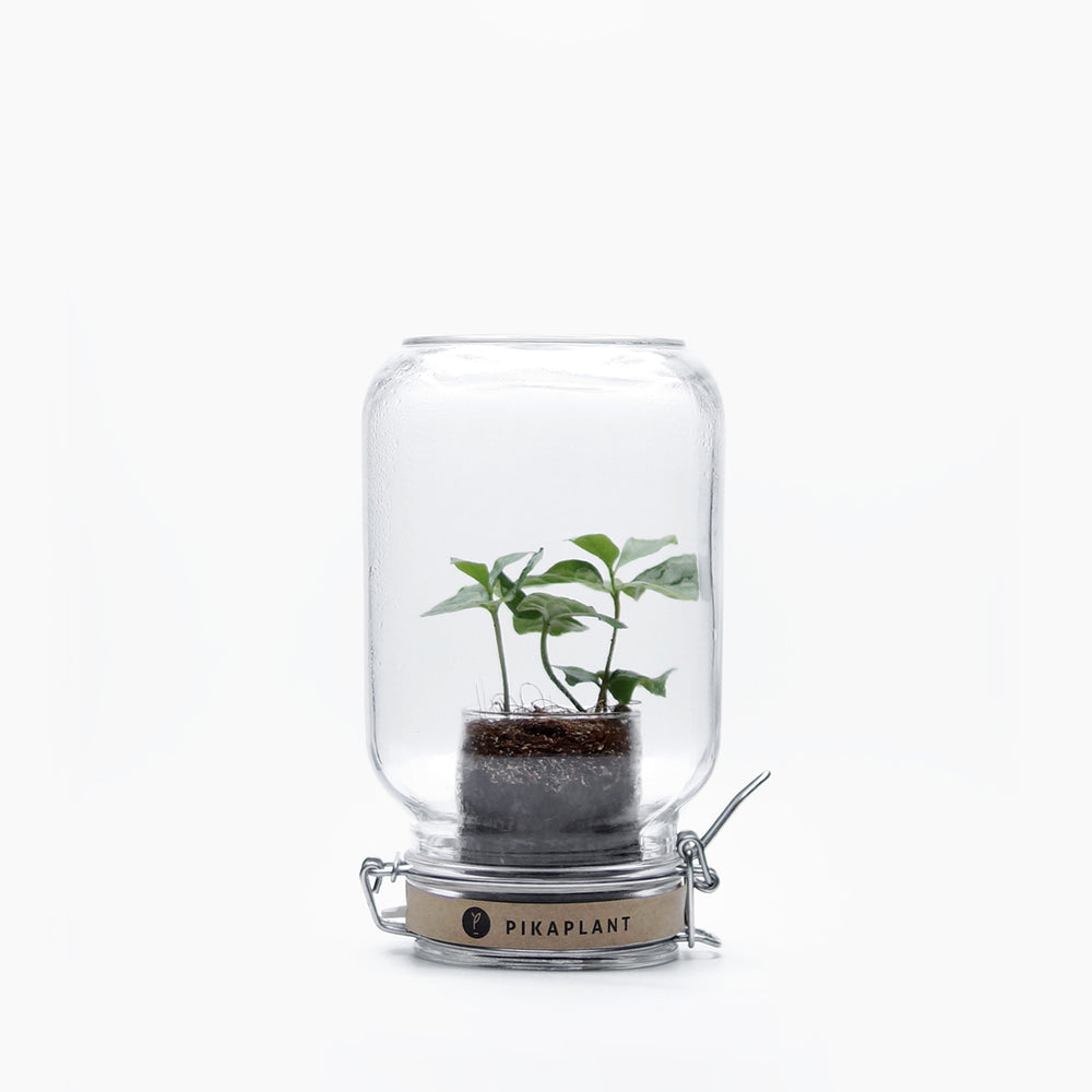 Jar Coffea Arabica Tropical Plant