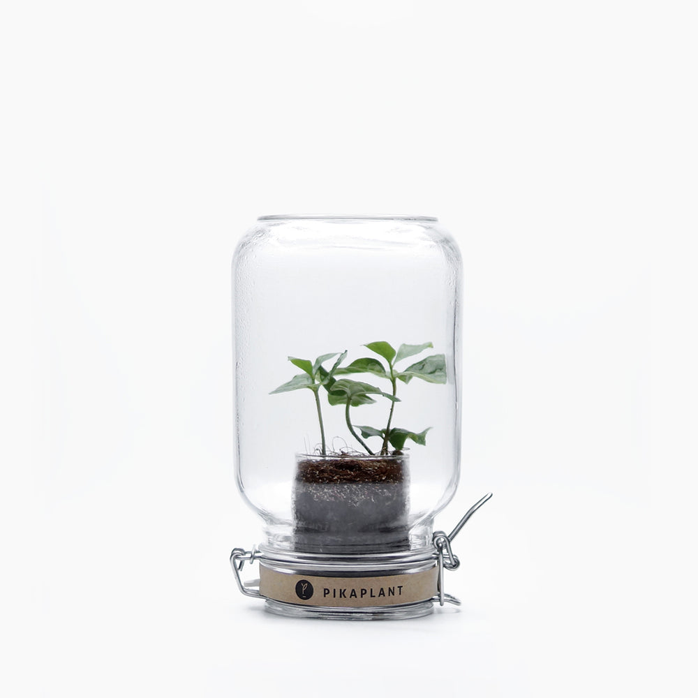 Jar Coffea Arabica Tropische Pflanze